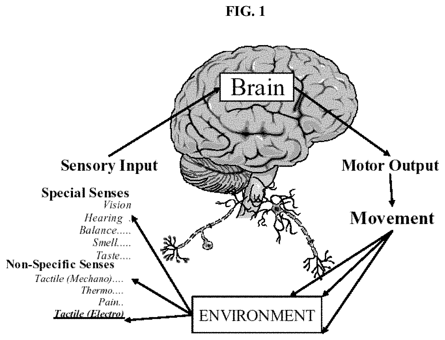 Diagram contrasting brain inputs and outputs